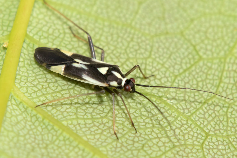 Grypocoris stysi 07-06-21.jpg