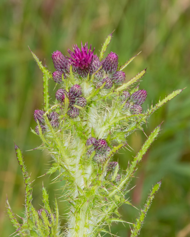 Marsh Thistle - Cirsium palustre 07-06-21.jpg