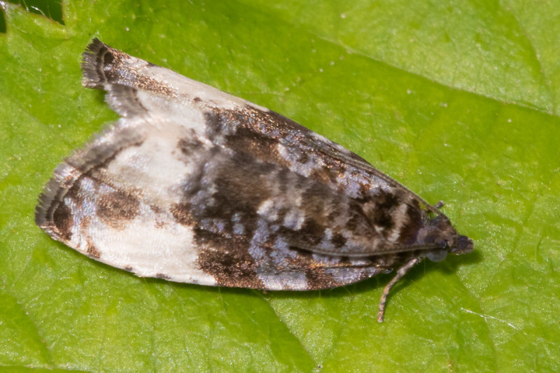  Plum Tortrix - Hedya pruniana 07-06-21 side.jpg
