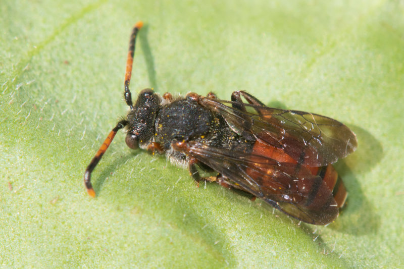Nomada fabriciana - Fabricius Nomad Bee f 08-06-21.jpg