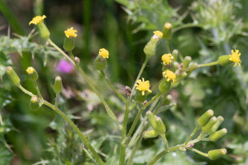 Heath Groundsel - Senecio sylvaticus 08-06-21.jpg