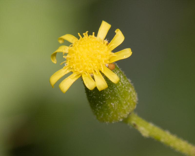 Heath Groundsel - Senecio sylvaticus 08-06-21 closer.jpg