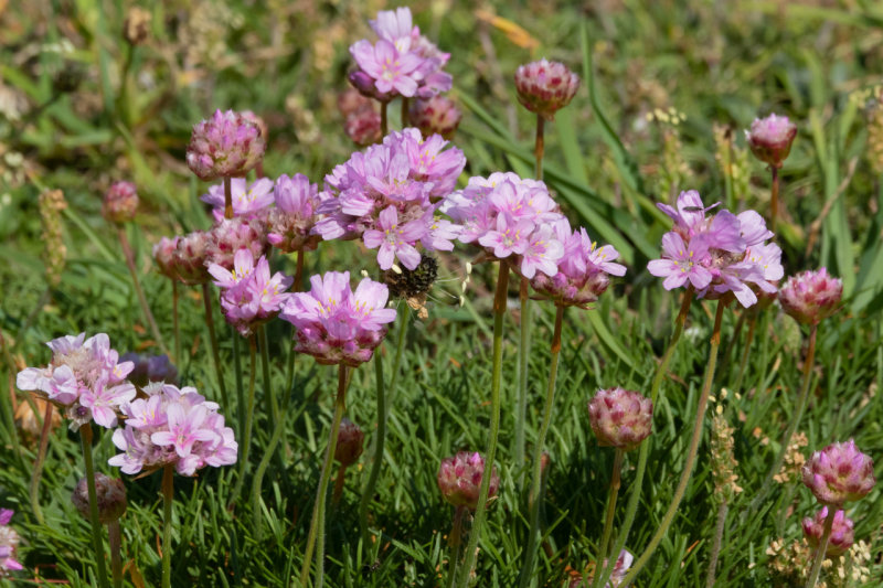 Thrift - Armeria maritima 08-06-21.jpg