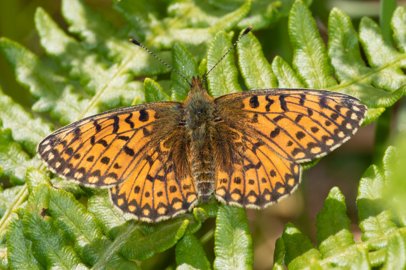 Small Pearl-bordered Fritillary - Clossiana euphrosyne 08-06-21.jpg