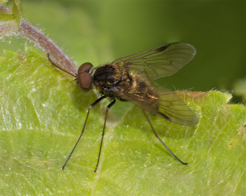 Black Snipefly - Chrysopilus cristatus m 12-06-21.jpg