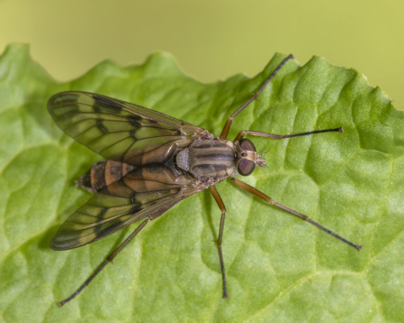 Downlooker Snipefly - Rhagio scolopaceus f 12-06-21.jpg