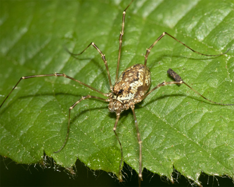 Harvestman - Megabunus diadema 12-06-21.jpg