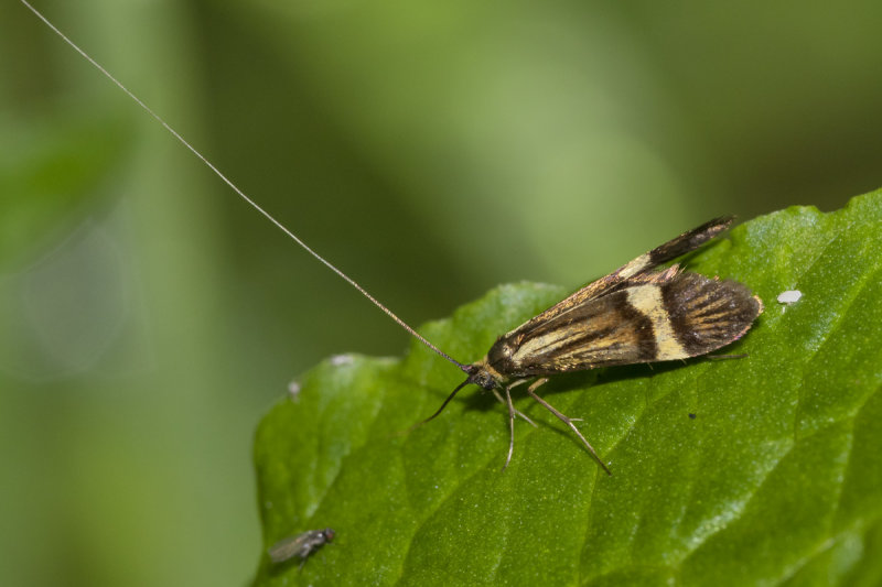 Micro Moth - Nemophora degeerella 12-06-21.jpg