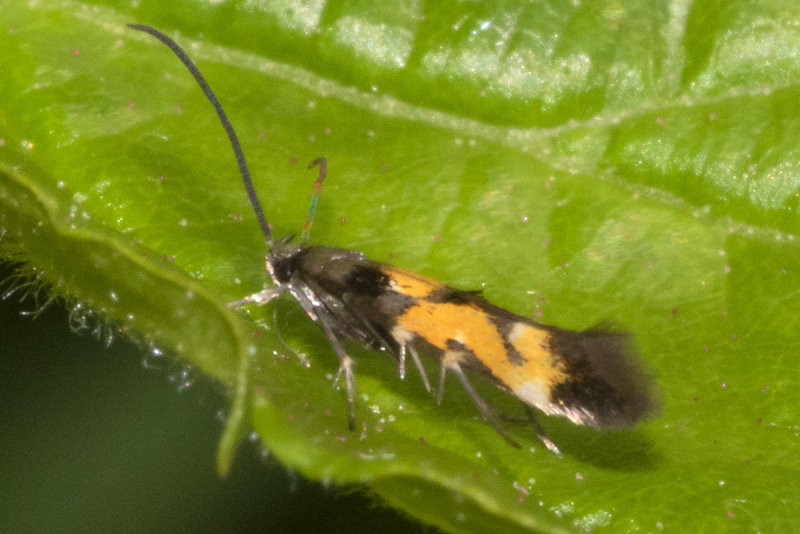 Micro Moth - Mompha locupletella 13-06-21.jpg