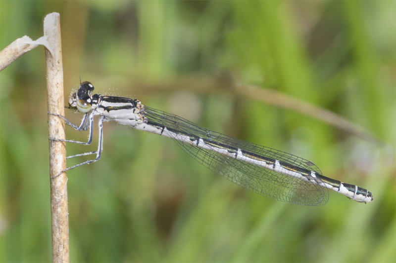 Common Blue Damselfly - Enallagma cyathigerum f 12-06-21.jpg