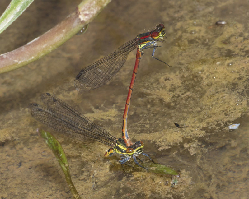 Large Red Damselfly - Pyrrhosoma nymphula f&m egg laying 12-06-21.jpg