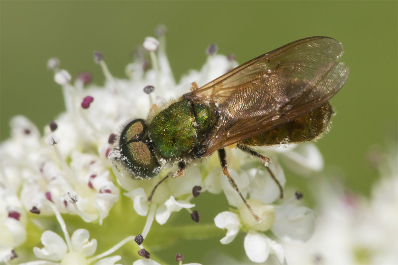 Broad Centurion Soldierfly - Chloromyia formosa m 14-06-21.jpg