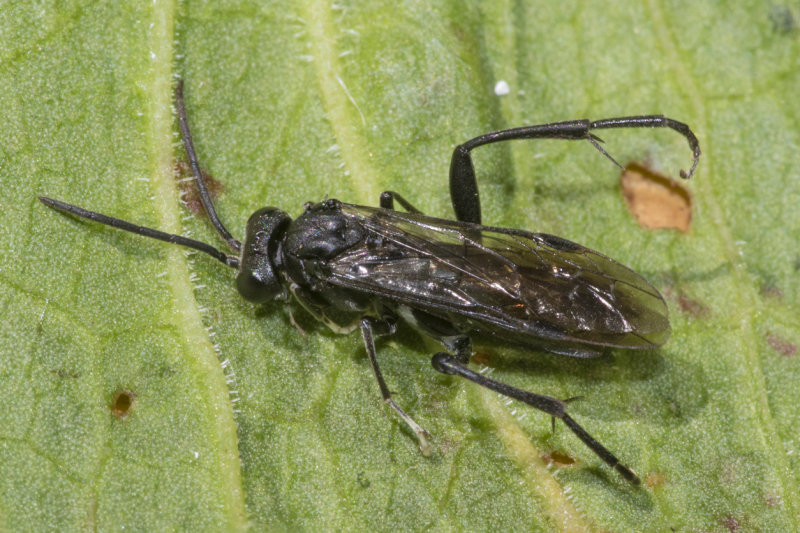 Sawfly - Macrophya blanda m poss 14-06-21.jpg