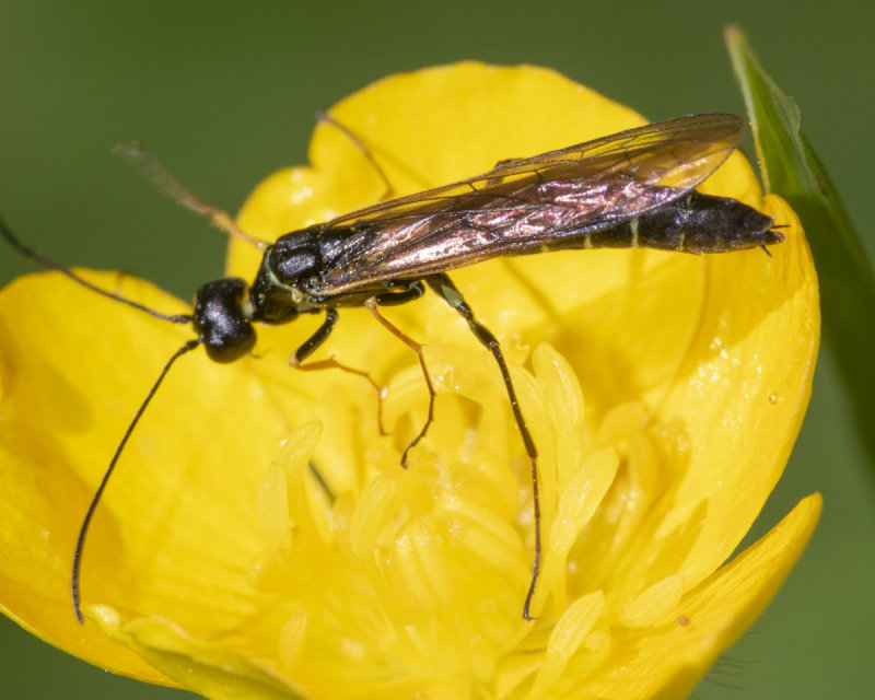 Sawfly - Reed Stem Borer - Calameuta filiformis 14-06-21.jpg