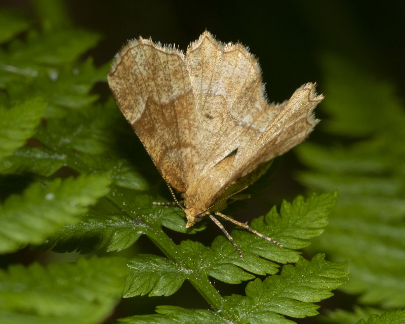 Moth - Little Thorn - Cepphis advenaria 13-06-21 front.jpg