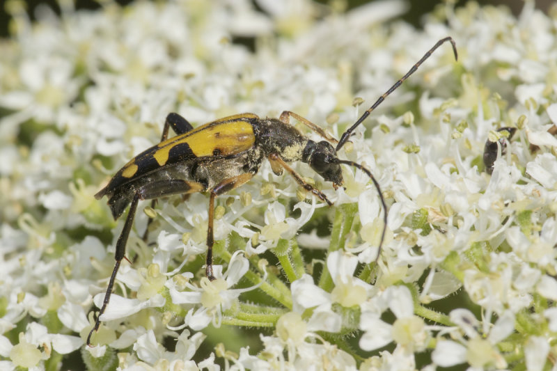 Black & Yellow Longhorn Beetle - Rutpela maculata 15-06-21.jpg