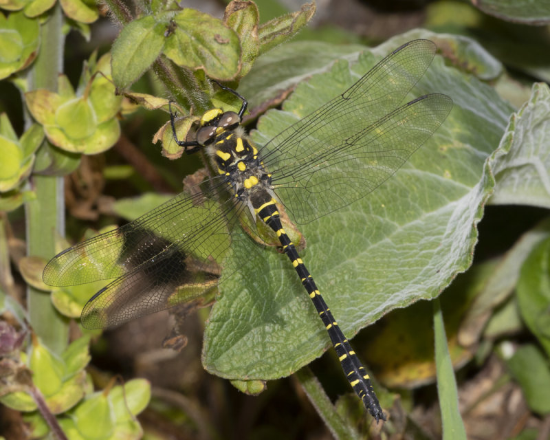 Golden-ringed Dragonfly - Cordulegaster boltonii 15-06-21.jpg