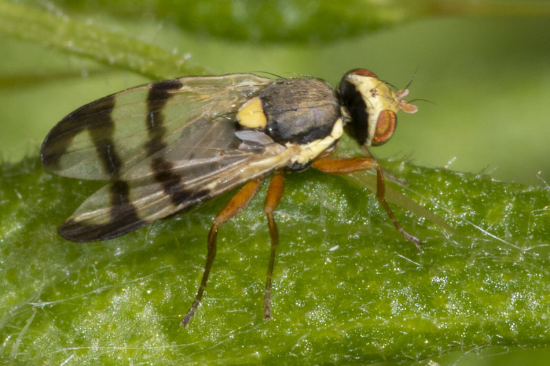 Picture-winged Fly - Urophora stylata 15-06-21.jpg