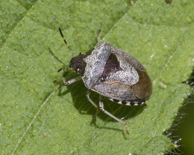 Woundwort Shieldbug - Eysarcoris venustissimus 15-06-21.jpg