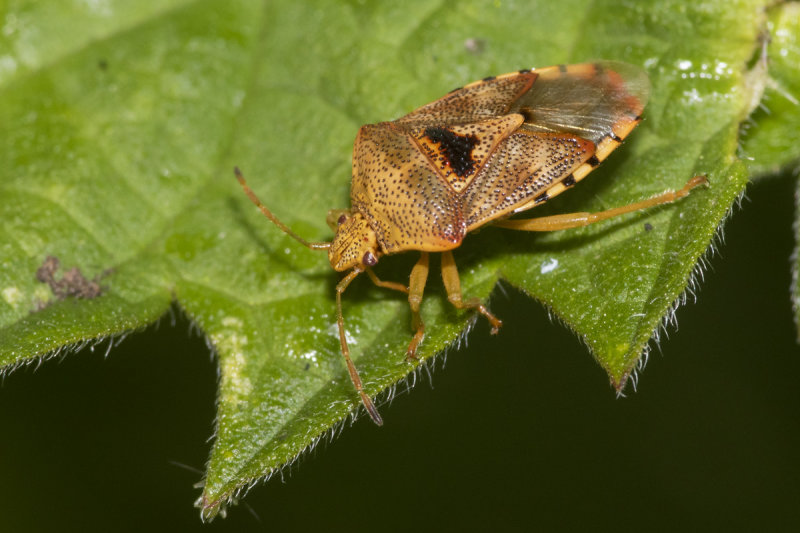 Parent Bug - Elasmucha grisea 16-06-21.jpg