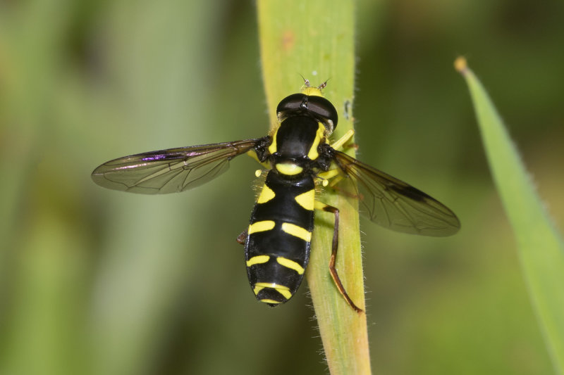 Xanthogramma pedissequum m 16-06-21.jpg