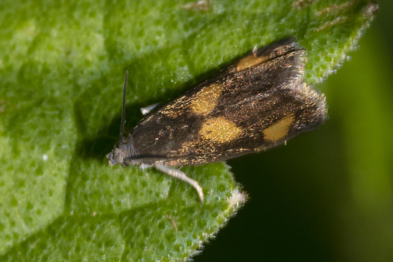 Moth - Pammene aurana 15-06-21.jpg