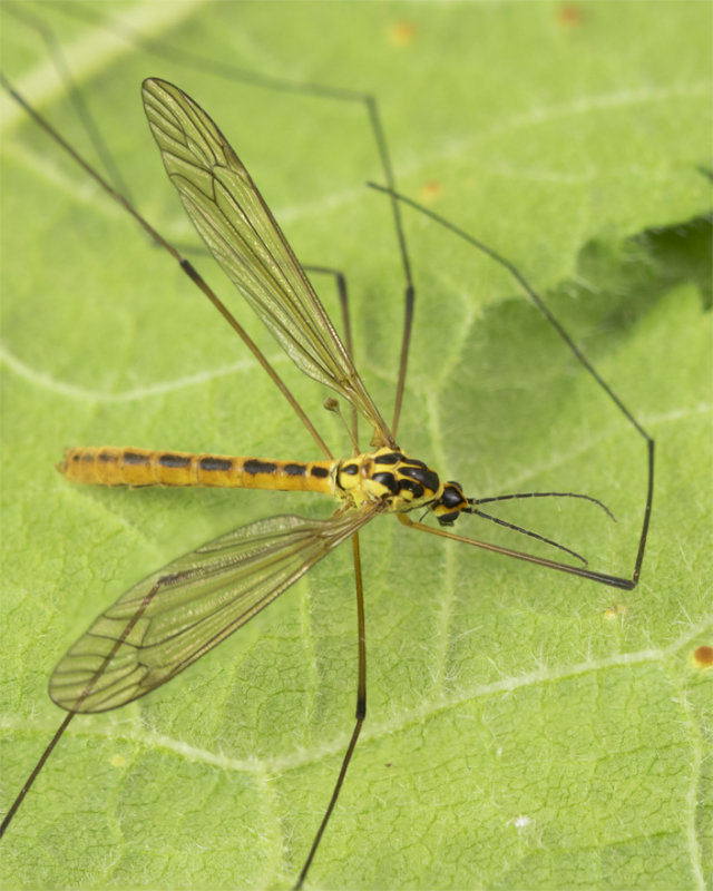 Cranefly - Nephrotoma flavescens m 17-06-21.jpg
