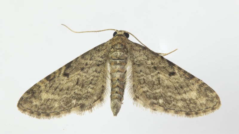Moth - Narrow-winged Pug - Eupithecia nanata 17-06-21.jpg