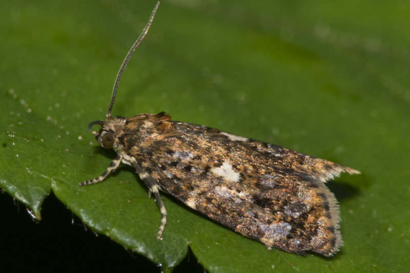 Micro Moth - Olindia schumacherana m 16-06-21.jpg
