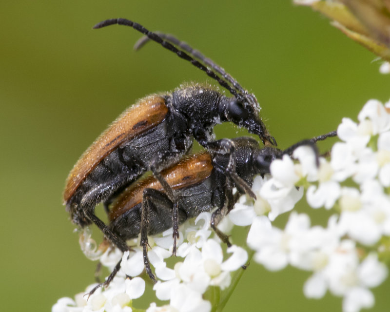 Fairy-ring Longhorn Beetle - Pseudovadonia lividia 16-06-21 side.jpg
