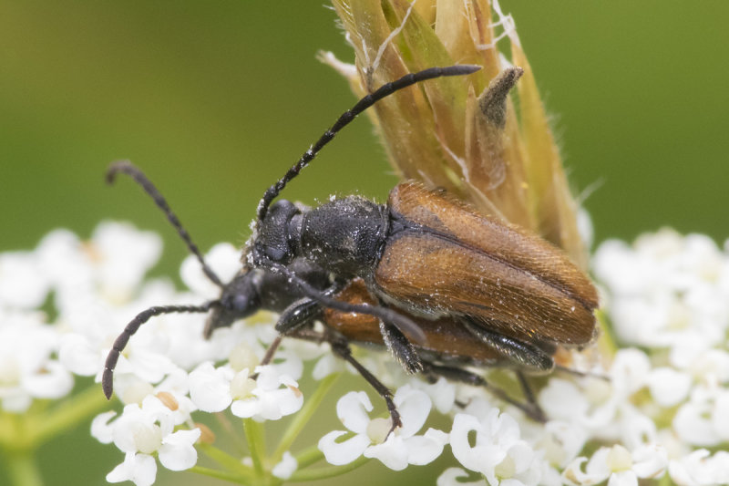 Fairy-ring Longhorn Beetle - Pseudovadonia lividia 16-06-21 top.jpg