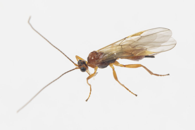 Ichneumon - small in moth trap 20-06-21.jpg