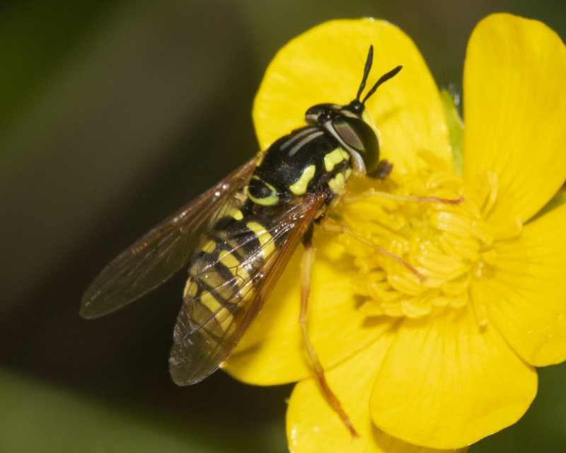 Chrysotoxum elegans f 23-06-21.jpg