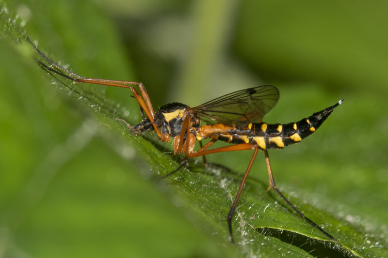 Cranefly - Ctenophora pectinicornis f 23-06-21.jpg