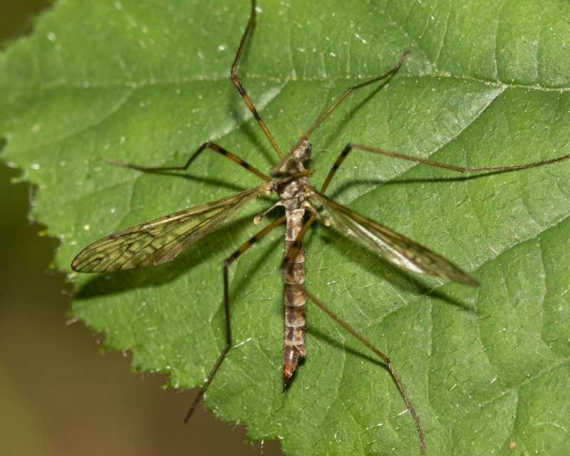 Cranefly - Epiphragma ocellare 23-06-21.jpg