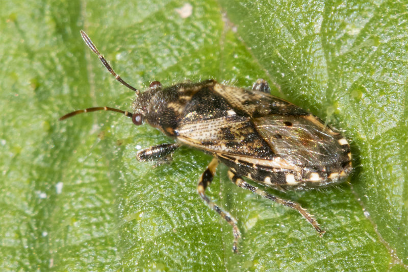 Nettle Groundbug - Heterogaster urticae 23-06-21.jpg