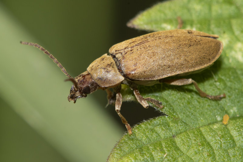 Orchid Beetle - Dascillus cervinus 23-06-21.jpg