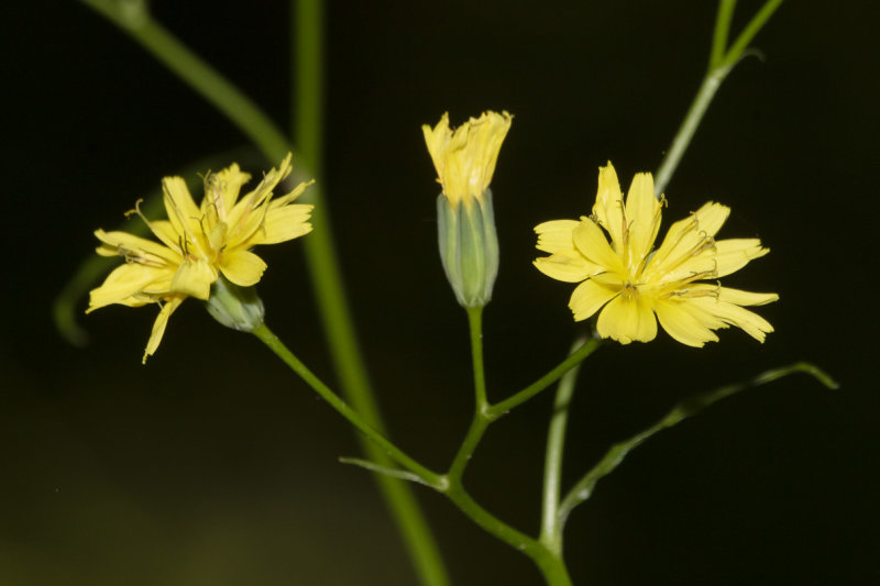 Nipplewort - Lapsana communis 23-06-21.jpg