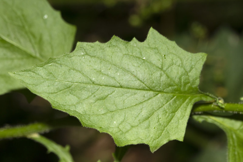 Nipplewort - Lapsana communis - upper leaves 23-06-21.jpg