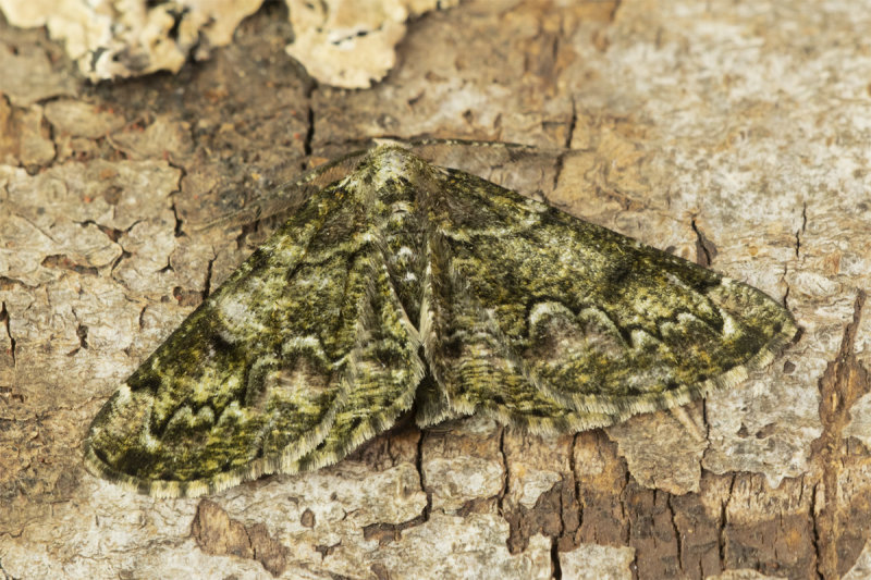 Moth - Brussels Lace - Cleorodes lichenaria 25-06-21.jpg