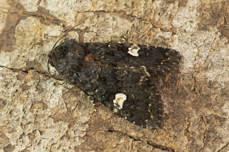 Moth - Dot Moth - Melanchra persicariae 25-06-21.jpg