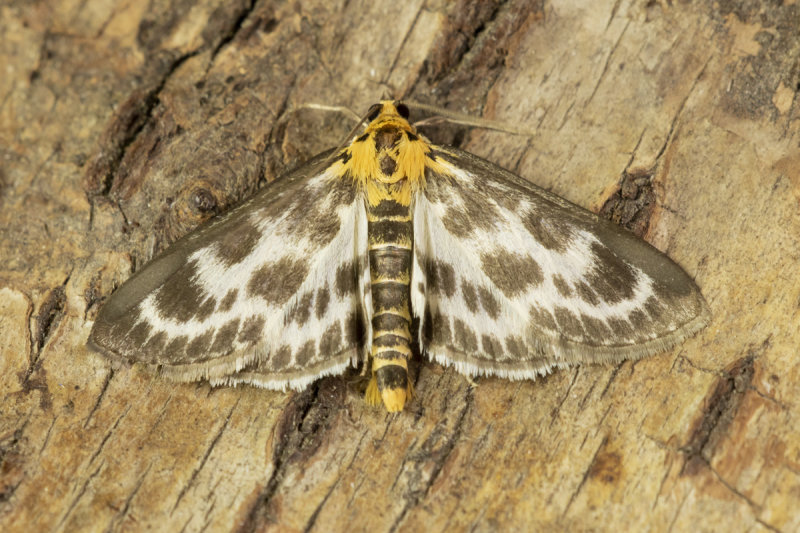 Moth - Small Magpie - Anania hortulata 25-06-21.jpg