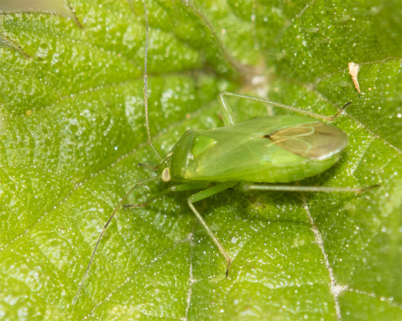 Common Green Capsid - Lygocoris pabulinus 28-06-21.jpg