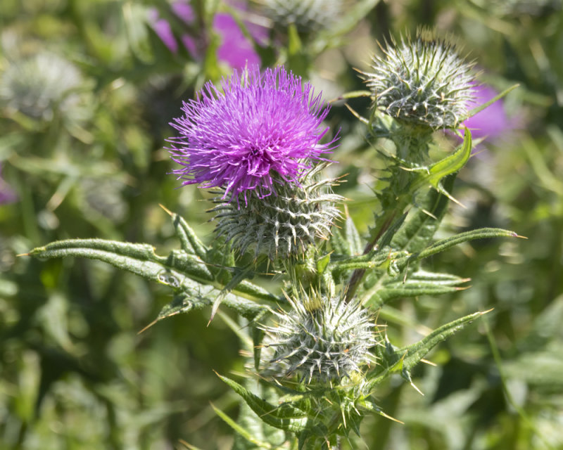 Spear Thistle - Cirsium vulgare 28-06-21.jpg