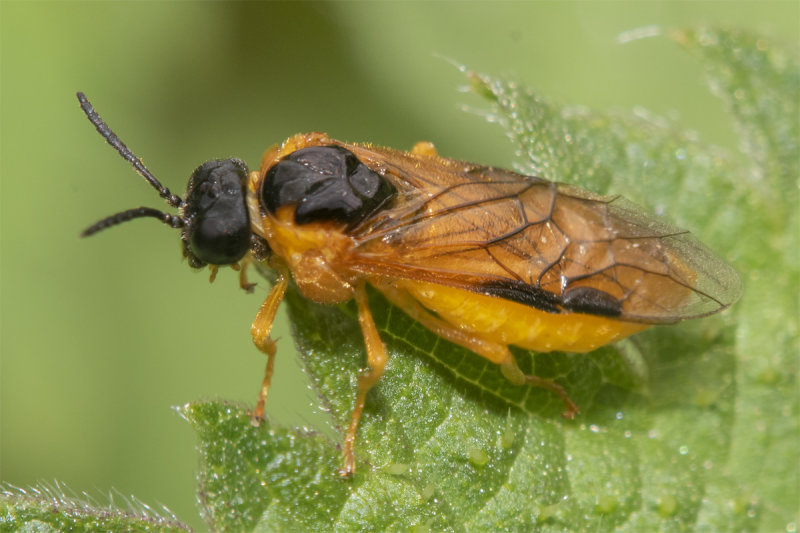 Sawfly - Selandria melanosterna poss 28-06-21.jpg