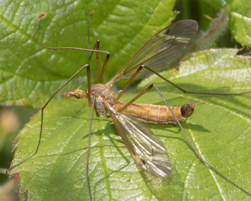 Cranefly - Tipula-Lunatipula fascipennis m 30-06-21.jpg