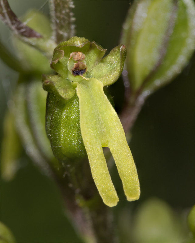 Common Twayblade - Neottia ovata 30-06-21.jpg