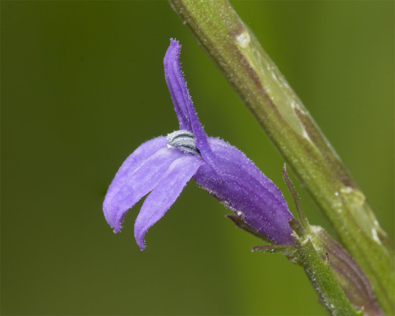 Heath Lobelia - Lobelia urens 30-06-21.jpg