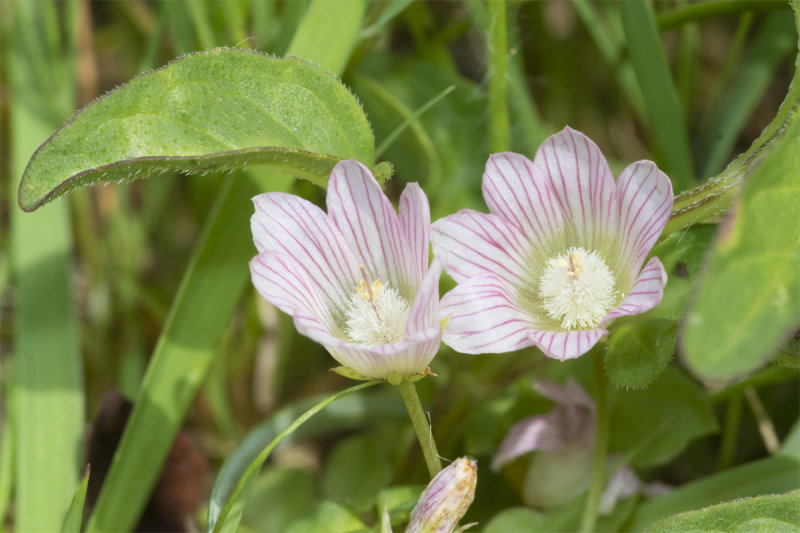 Bog Pimpernel - Anagallis tenella 30-06-21.jpg