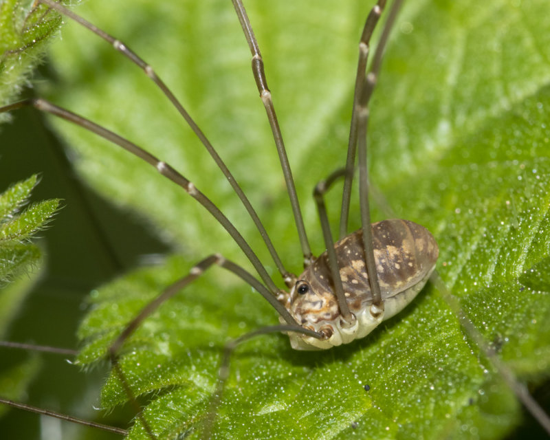 Harvestman - Leiobunum rotundum f 01-07-21.jpg